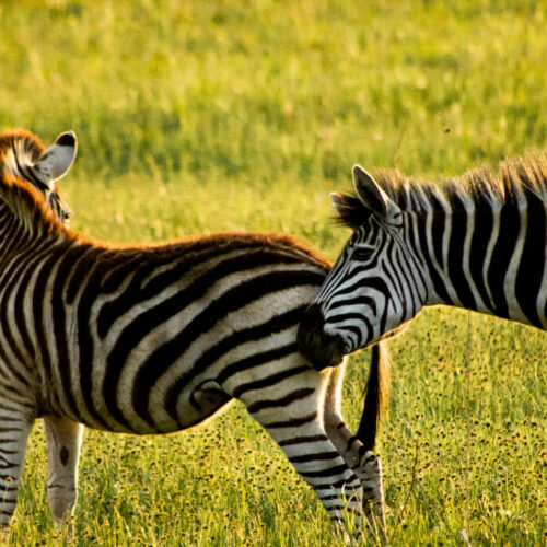 South Luangwa Classic Walking Safari Journey