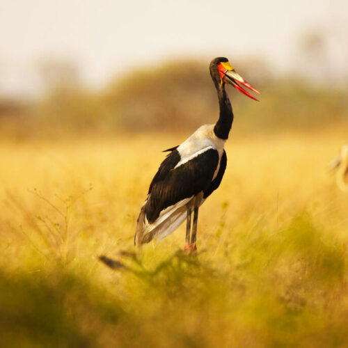 Bardia National Park Jungle Adventure Safari