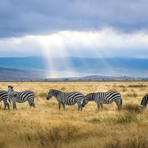 Classic Serengeti Safari Experience in Tanzania