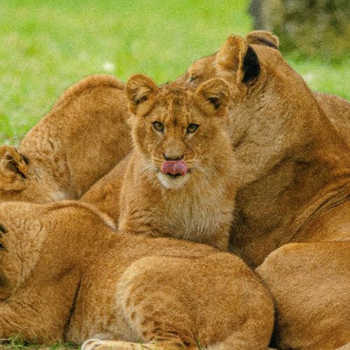 Ranthambore Tiger Tracking Safari Experience