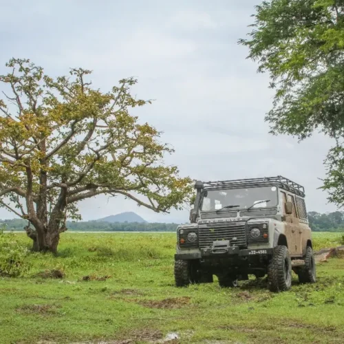 Corbett National Park Tiger Safari Expedition