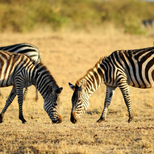 Masai Mara Great Migration Safari Experience