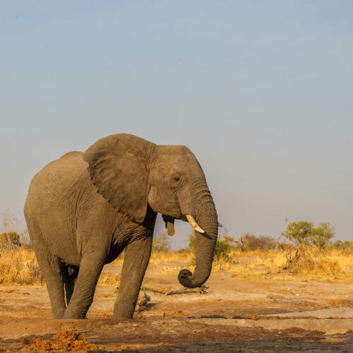 Botswana Photographic Safari Adventure Tour